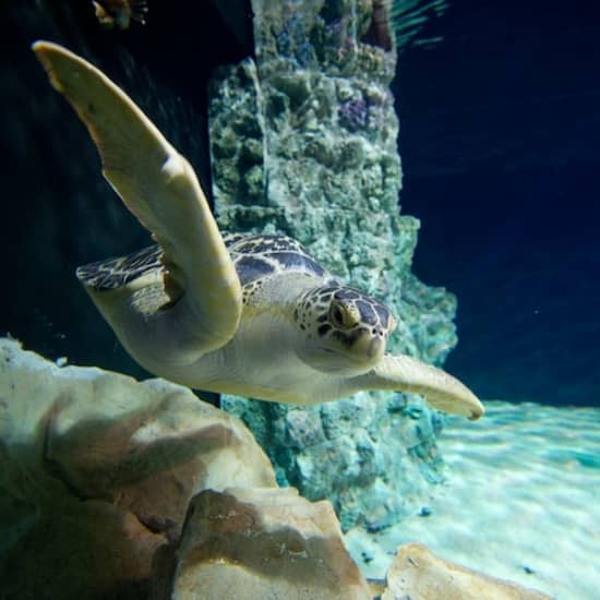 Acquario di Livorno