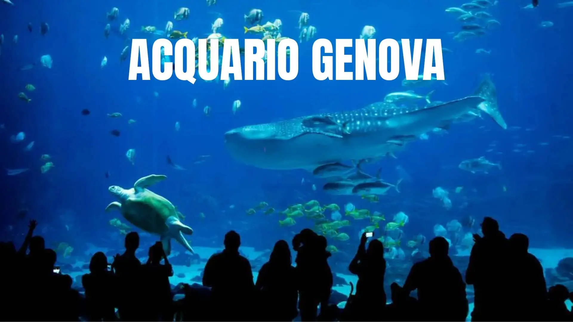 Acquario Genova Biglietti