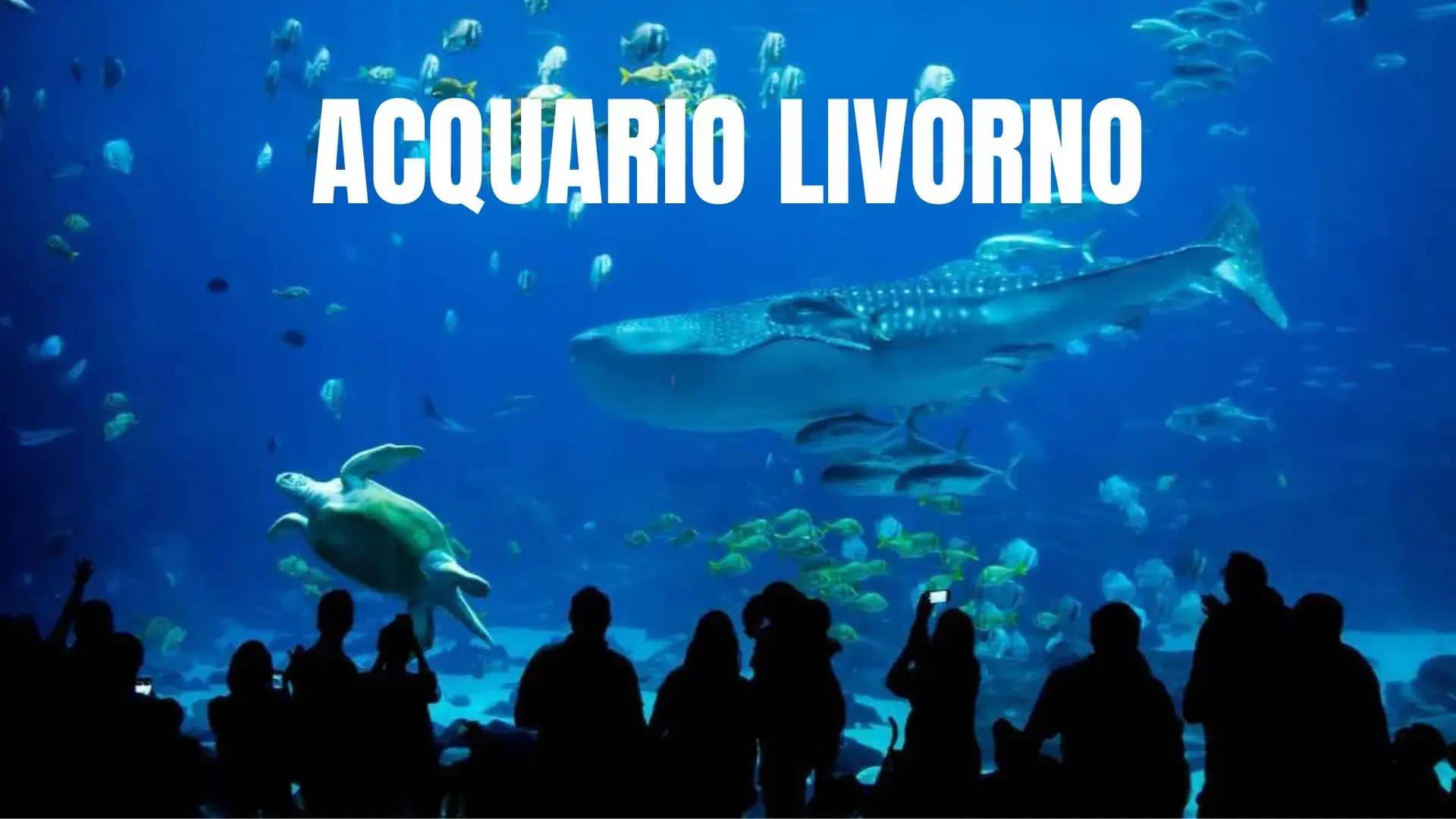 ACquario Livorno Biglietti